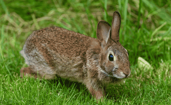 Best Camera Settings for Beginner Wildlife Photography