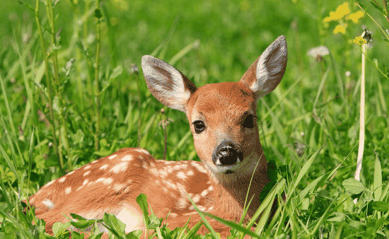 Composition Tips That Make Wildlife Photos Look Professional
