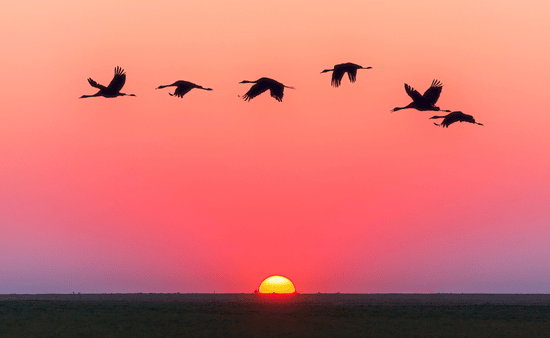 Low-Light Wildlife Photography Tips for Handheld Shooting